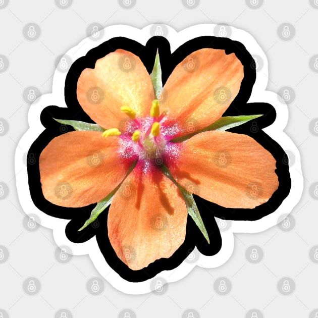 orange flower, flowers, nature, blooms, nature Sticker by rh_naturestyles